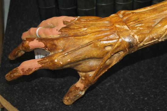 A plaster anatomical arm, 24.5in.